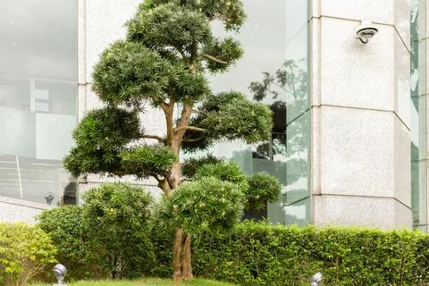 A tree grows next to a modern building with glass walls. The area around th.. Stock Photos