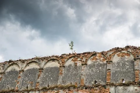 A tree grows from an old brick wall Foto stock