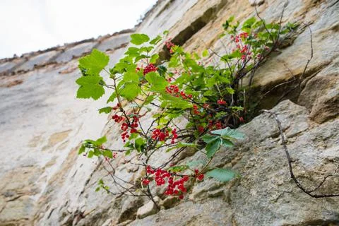 A tree grows from an old brick wall 스톡 사진