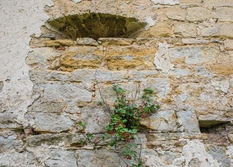 A tree grows from an old brick wall 写真素材