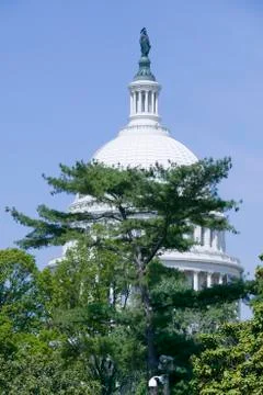 Tree grows over U.S. Capitol Dome and Statue of Freedom Washington D.C. Stock Photos