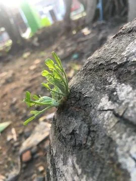Tree grows Stock Photos