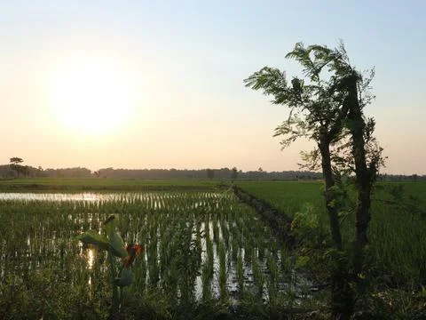 The tree grows in the rice fields against the twilight sky background Stock Photos