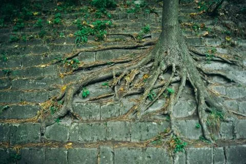 The tree grows right on the stone wall roots up 写真素材