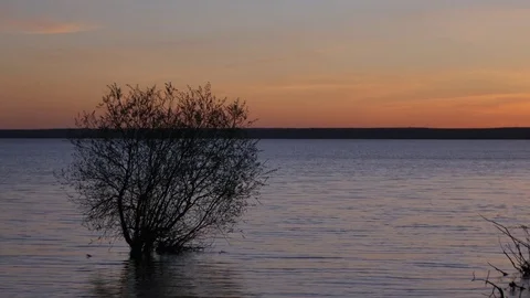 The tree Grows in the River. Landscape at sunset Stock Footage 78978224