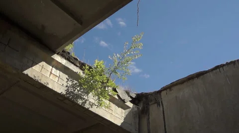 The tree grows on the roof 스톡 동영상 39844667