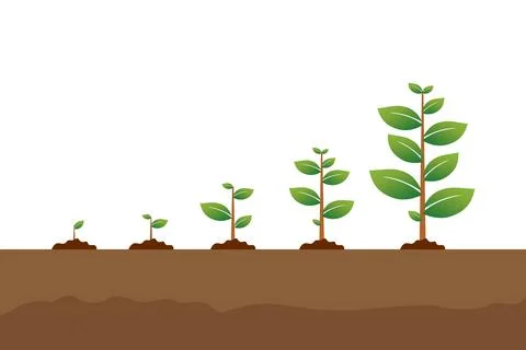 The tree that grows from seed is a big tree with green color and the seedli.. Stock Illustration