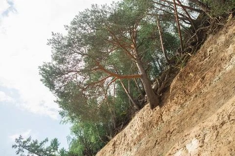 A tree grows on the side of a dirt hill under a cloudy sky Stock Photos
