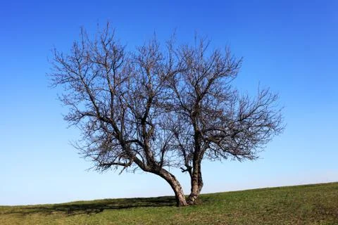 The tree grows on a slope, without foliage, early spring Foto stock