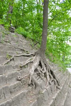 A tree grows on a stepped stone terrace on the mountain. 스톡 사진