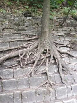 The tree grows on a stone slope of a step pyramid. Long branches of roots cre Stock Photos
