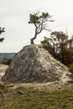 Tree Grows from Thermal Mound Stock Photos