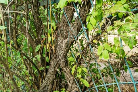 Tree grows through the fence Stock Photos