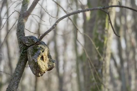Tree that grows through stone. 스톡 사진
