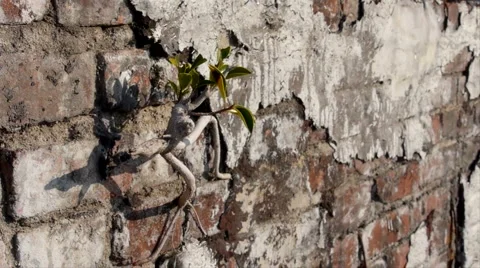 Tree Grows In wall Diagonal Dolly Stock Footage 932983