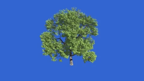 Tree growth animation sequence displaying roots leaves and branches. Stock Footage 139045062