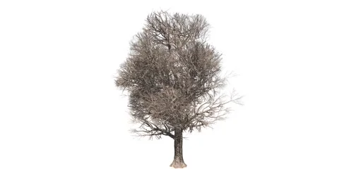 Tree growth animation sequence displaying roots leaves and branches. Stock Footage 146126758