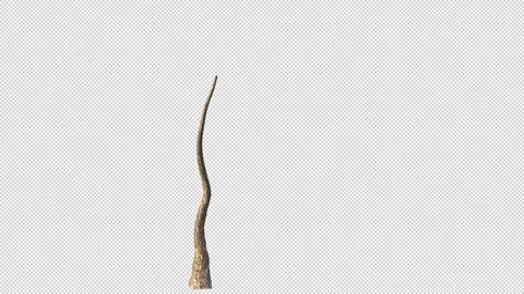 Tree growth Vídeo Stock 158962576