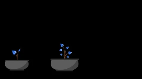 Tree growth with green leaf Flowerpot nature plant on Black Background. New.. Stock Footage 257974757