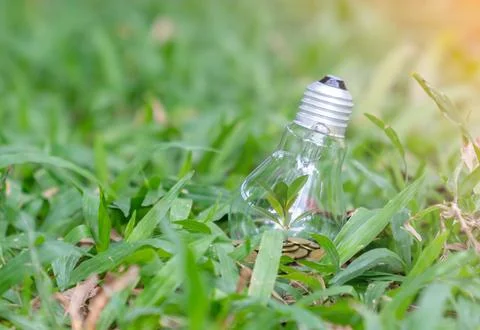 Tree growth in light bulb for saving Ecology energy nature. Stock-Fotos