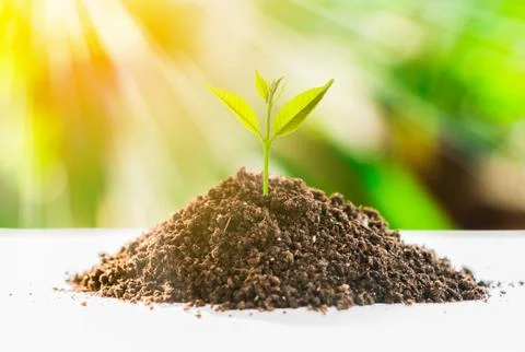 Tree growth Stock Photos