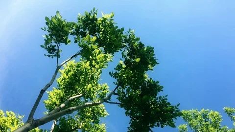 Tree growth plant and tree planting Stock Footage 89335558