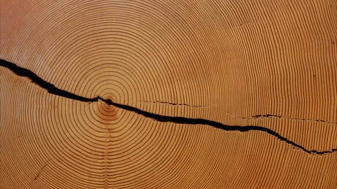 Tree growth rings Video stock 105484082