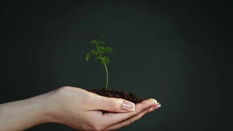 Tree growth save earth hand showing green sapling Stock Footage 132815842