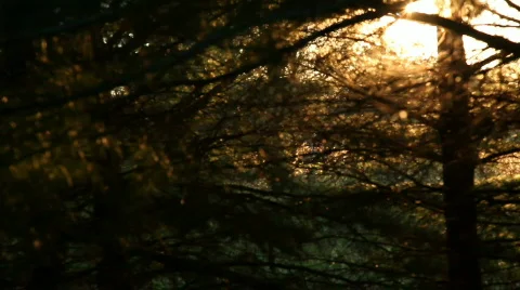 TREE GRUNGE Stock Footage 838570