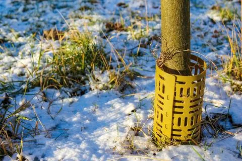 Tree guard protecting young tree trunk in snowy landscape during winter Stock Photos