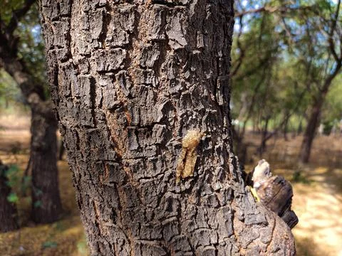 Tree gum Stock Photos