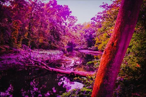 A tree that had fallen over a river in a small discrete wooded area in Warren 写真素材