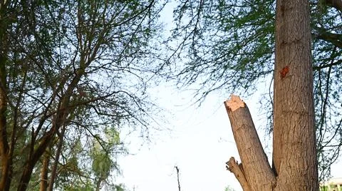 Tree with half cut branches in the forest Stock Photos