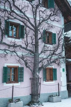 Tree in Hallstatt Stock Photos