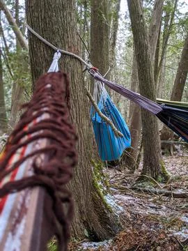 Tree hammocks all tied to the same rope on a tree in a forest 스톡 사진