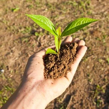 Tree in hand Stock Photos
