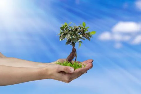 Tree in hands Stock Photos