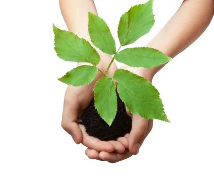 Tree in hands Stock Photos
