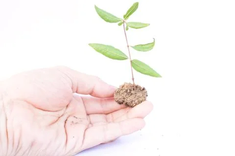 Tree in hands Stock Photos