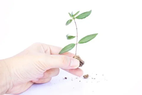 Tree in hands Stock Photos