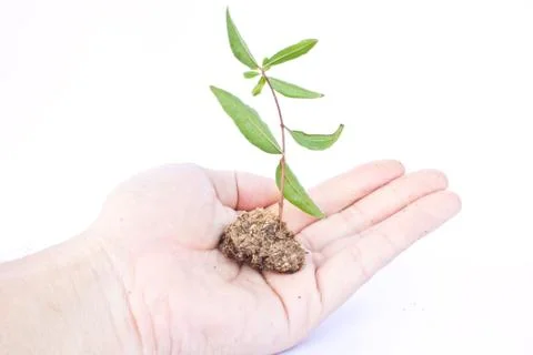 Tree in hands Stock Photos