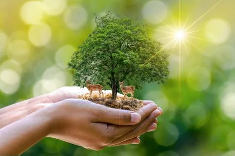 Tree in the hands of trees growing seedlings. Bokeh green Background Female h Stock Photos