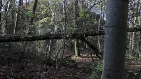 Tree hanging on another tree Stock Footage 89763264
