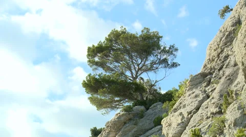 Tree hanging in cliff slope, clouds moving fast behind it Stock Footage 42159858