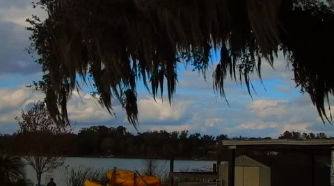Tree hanging over dock Vídeos de archivo 45601183