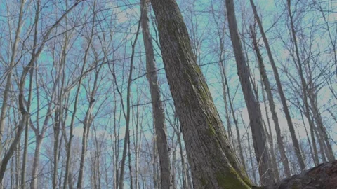 Tree Hanging Over Small Stream of Water Vídeo Stock 235222871