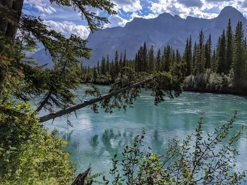 A tree hangs over the Bow River with mountains in the background Stock Photos