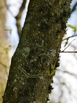 The tree is happy about the coming spring, Stock Photos