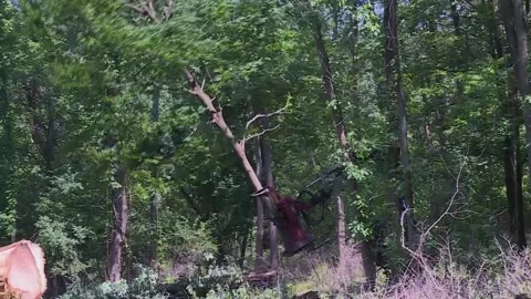 Tree harvester 1 Video stock 145612263
