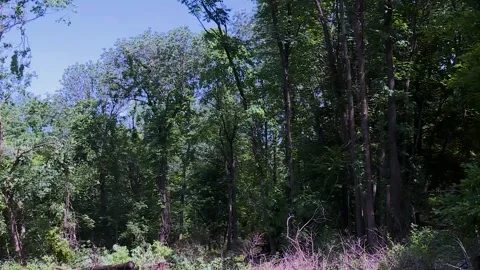 Tree Harvester 2 Video stock 145612297